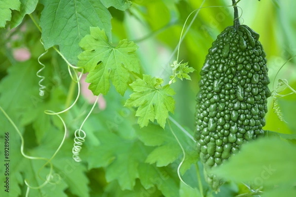 Fototapeta ゴーヤ/ニガウリ