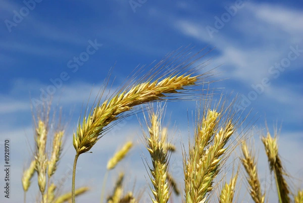 Fototapeta Wheat
