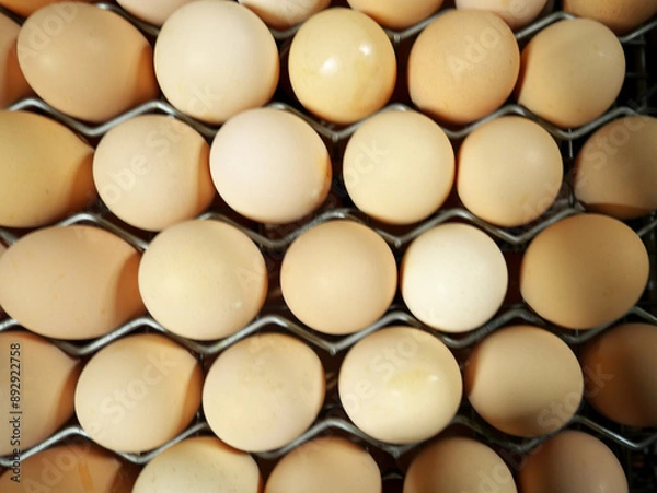 Fototapeta Chicken eggs production in factories. Top view
