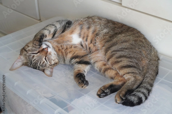 Obraz 眠るキジトラ