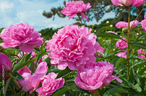 Obraz Kwiaty piwonii.