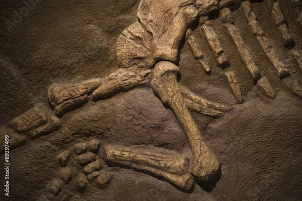 Obraz Skamieniałość dinozaura