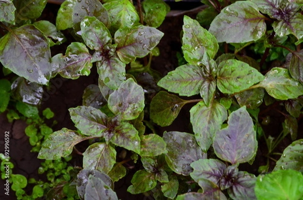 Fototapeta Texture of growing basil of different types.