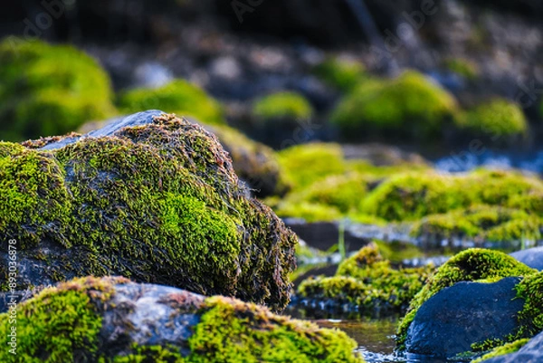 Obraz Moss Covered River Rocks