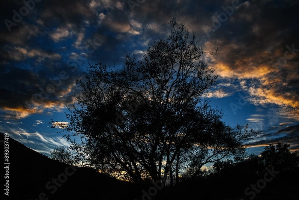Obraz California Sunset Sky w/ Tree Silhouette 