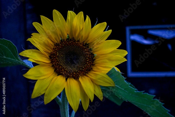 Obraz Evening Sunflower