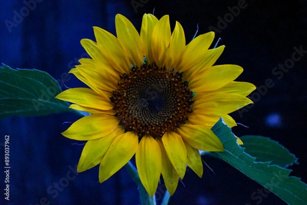 Obraz Close Up of Evening Sunflower