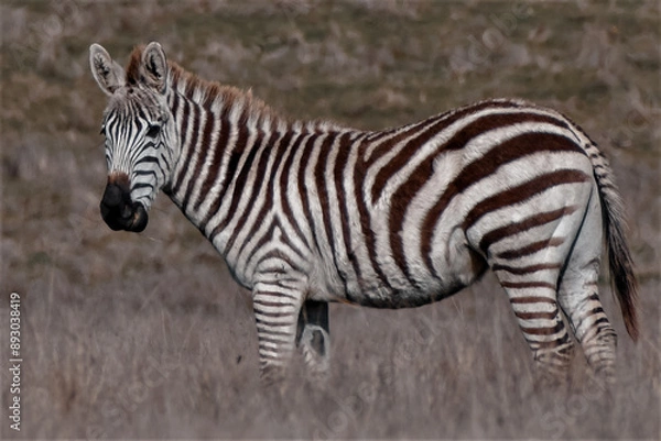Obraz Wild Zebra in California 