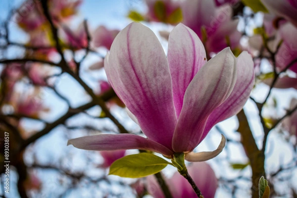 Obraz Valley Flower in Bloom