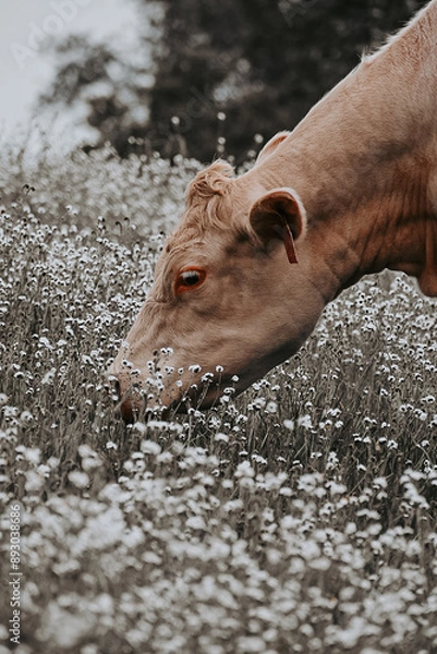 Obraz Cow Grazing in a Field