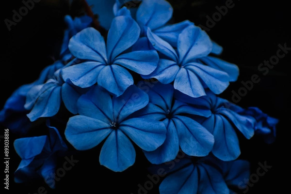 Obraz Macro Shot of Blue Flowers