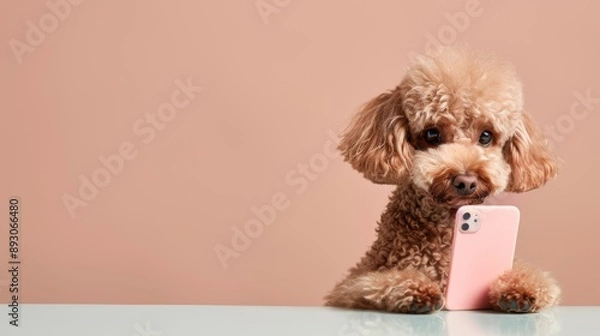 Obraz Poodle using a smartphone, stylish dog with tech, amusing pet