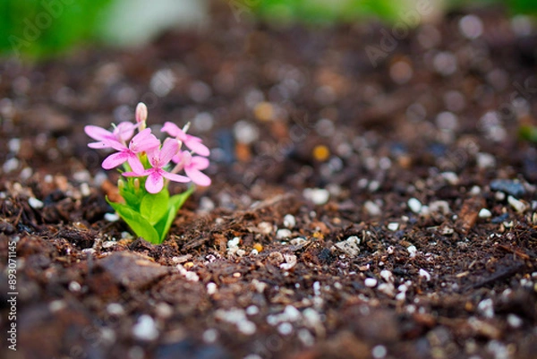 Fototapeta Close up of Pink flower and leaves in earth on blur background