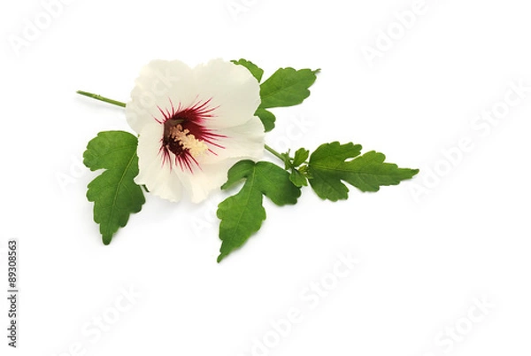 Obraz Hibiskus