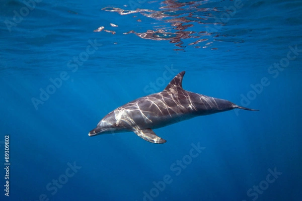Obraz Sunkissed Dolphin