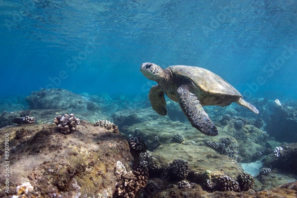 Obraz Maui Turtle