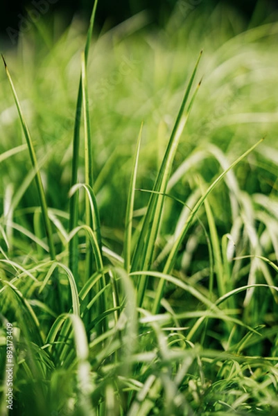 Obraz green grass background