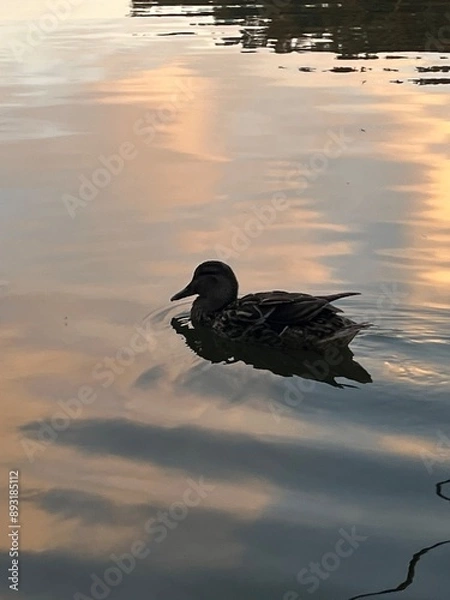 Obraz Kaczka o zachodzie słońca 
