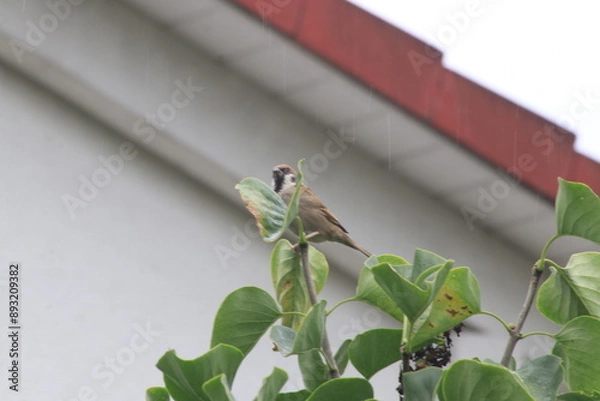 Fototapeta A bird is sitting on the tree