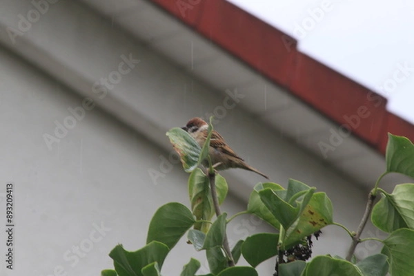 Fototapeta A bird is sitting on the tree