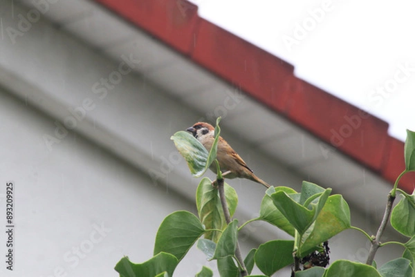 Fototapeta A bird is sitting on the tree
