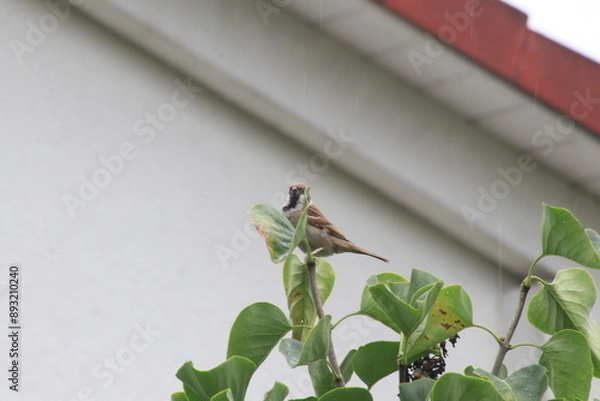 Fototapeta A bird is sitting on the tree
