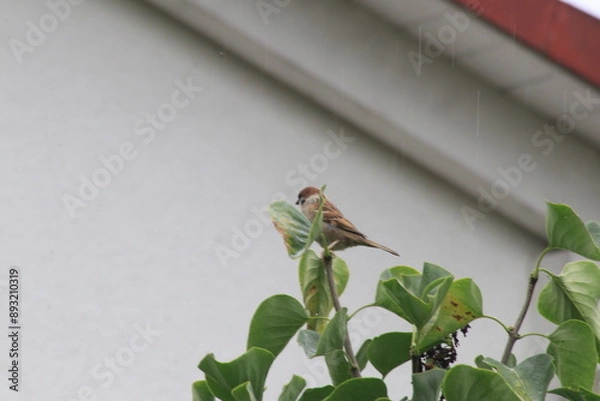 Fototapeta A bird is sitting on the tree