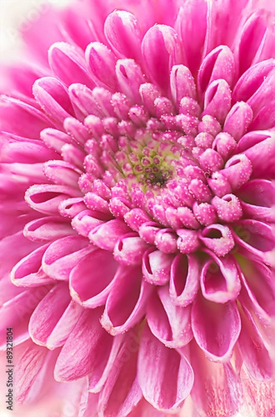 Obraz Closeup of Beautiful Pink Chrysanthemum Flower.