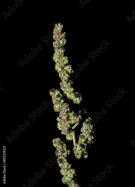 Fototapeta Chenopodium berlandieri, Chenopodium album is also called lambs quarters, melde, goosefoot or fat hen, isolated on black background