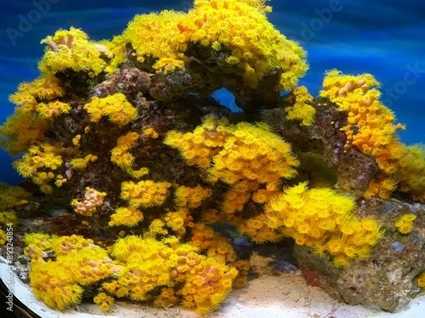 Obraz coral 