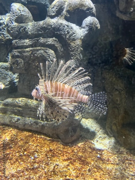 Obraz fish in aquarium