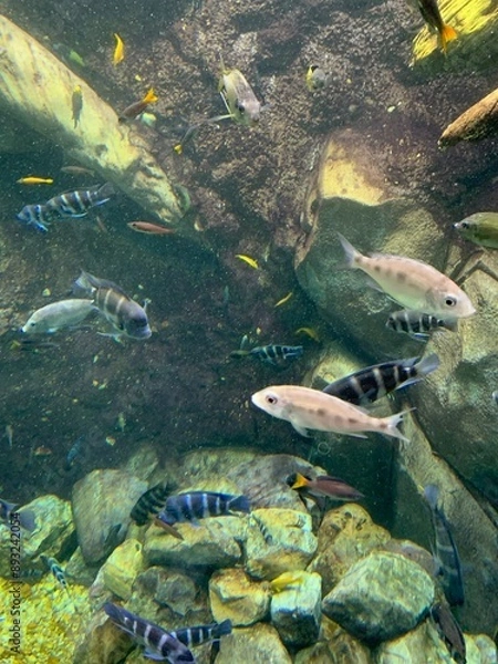 Obraz fish in aquarium