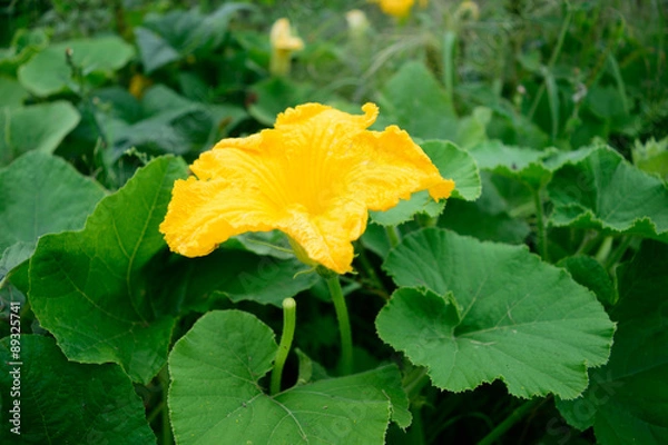 Obraz Pumpkin Squash Flower in Garden