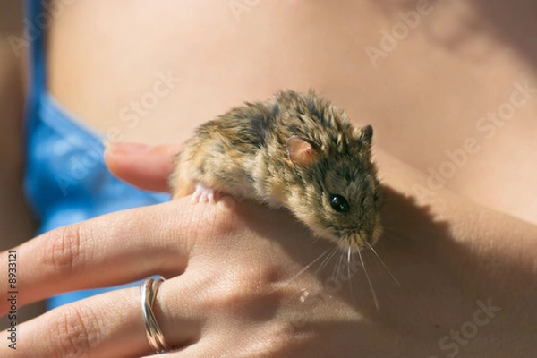 Fototapeta Young campbell's dwarf hamster in woman hands