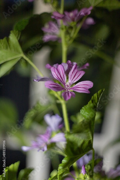 Obraz Malva sylvestris