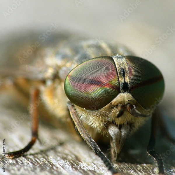 Fototapeta Männliche Bremse (Tabanus bromius)_03