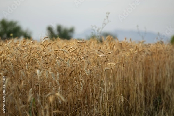 Obraz Wheat crop in field ready to harvest