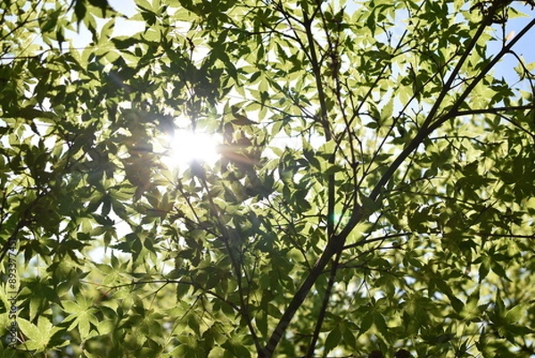 Fototapeta 木漏れ日
