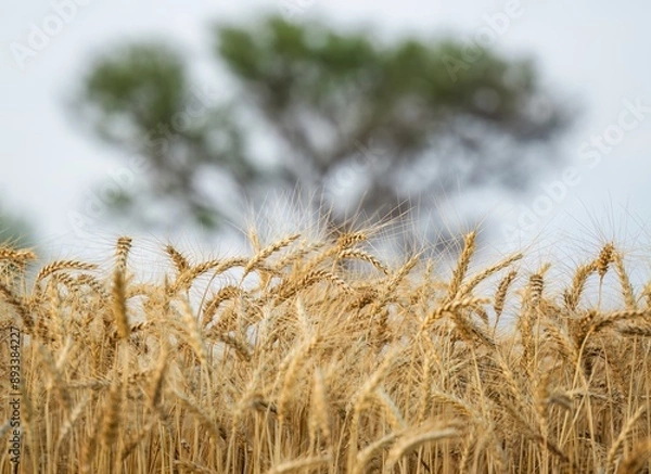 Obraz Wheat crop in field ready to harvest