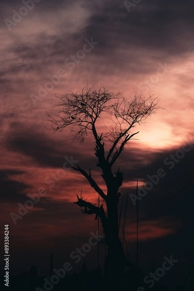 Obraz beautiful sunset with trees, clouds and tower