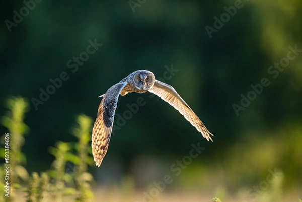 Obraz Hibou moyen duc