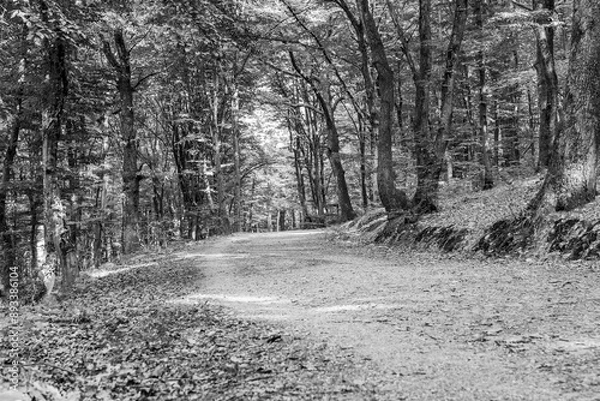 Fototapeta path in the woods