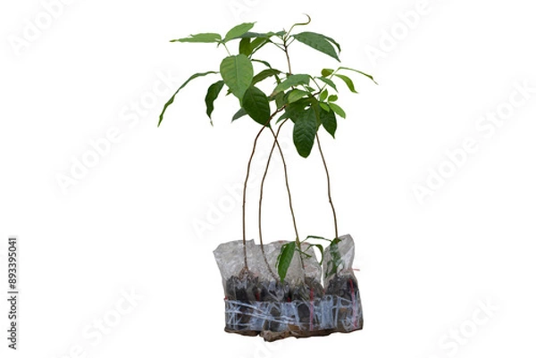Fototapeta Fresh Avocado sprout is growing in plastic bag for nursery isolated on white background included clipping path.