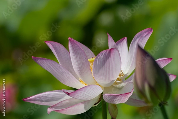 Obraz 朝日を浴びた美しい蓮