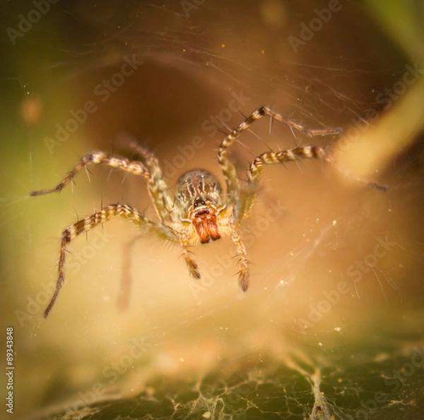 Fototapeta spider
