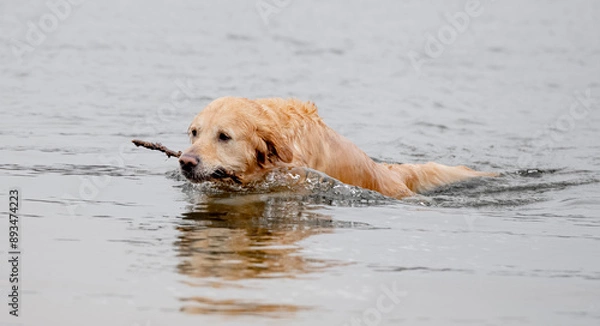 Fototapeta Golden Retriever Jumps Out Of Water With Stick In Teeth At Lake In Morning