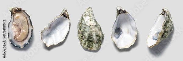 Fototapeta Oysters shell set close up design, open french oyster Fine de Claire collection, over grey background. Oyster dinner in restaurant. Gourmet food, delicatessen. Various oyster shells. Top view, flatlay