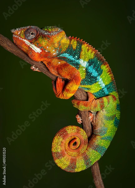 Obraz Panther Chameleon at rest