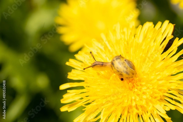 Obraz Schnecke und Löwenzahn