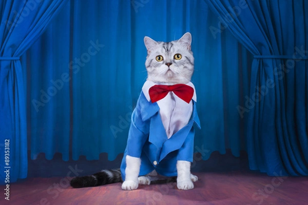 Obraz cat in a dark blue jacket and tie on stage